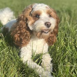 Cavapoos from Elway’s Cavapoo’s