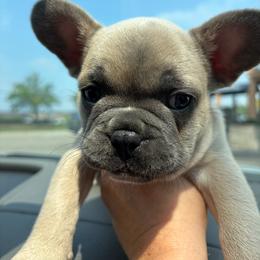 Robin - Blue male French Bulldog puppy in Cincinnati, Ohio from Fancy Lil Frenchies