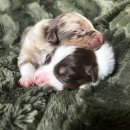 Australian Shepherd Puppies from Burdock Hill Australian Shepards