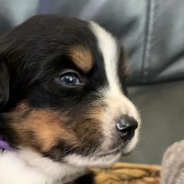 Light pink girl - Bernese Mountain Dog puppy from Country Acres Berners