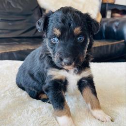 Minnie - Black tri-color female Australian Shepherd puppy in Zwingle, Iowa from Homestead Aussies & Doodles