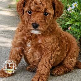 Dolly - Red  female Poodle puppy in Salem, Missouri from Meadowbrook Poodles