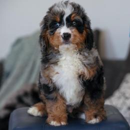 Doc (socialization program student) - Merle male Bernedoodle puppy in Dundee, Ohio from Down Home Doodle