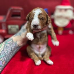 Twinkle - Blue Collar Boy - Red  male Goldendoodle puppy in Roseburg, Oregon from Dbos Furry Friends