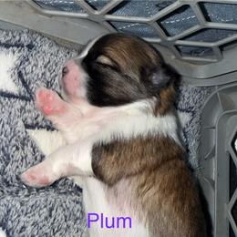 Plum - Fawn female Companion Cross puppy in Avoca, Michigan from Repurposed Paradise Farm