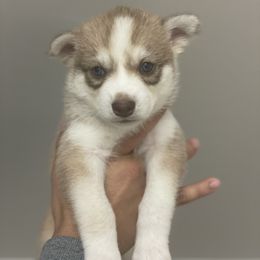 Pomsky Puppies from JsPomskies