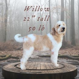 Willow - Goldendoodle