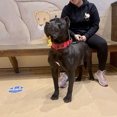 Ruby - Perro de Presa Canario