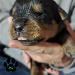 Grey - Black and mahogany male Rottweiler puppy in Tangent, Oregon from Raya's Royals