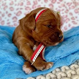 Little Gingerbread Girl Yunah - Red  female Goldendoodle puppy in Spanish Fork, Utah from Maplesierradoodles