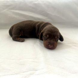Lorriane - Chocolate and tan female Dachshund puppy in Silver Springs, Florida from DeMarsh's Dachshunds