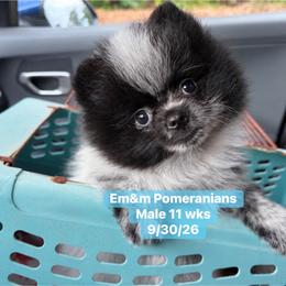 Black parti roan 2995 pet only - Black parti male Pomeranian puppy in Kentucky from Em&M Pomeranians