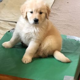 Golden Retriever Puppies from OPK Goldens