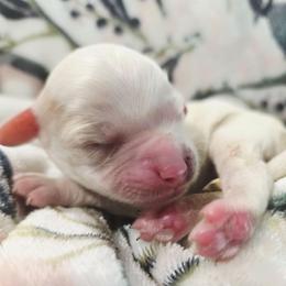 Forest - Blenheim male Cavapoo puppy in Roseville, California from Heavenly Goldendoodles