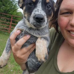 Girl 3 - Blue female Australian Cattle Dog puppy in Bradford, Arkansas from Cedar Rock Heelers and Kelpies