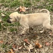 Mountain Dew - Yellow Black Mouth Cur puppy in Warsaw, Missouri from Heritage Cow Dogs