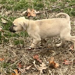 Mountain Dew - Yellow Black Mouth Cur puppy in Warsaw, Missouri from Heritage Cow Dogs