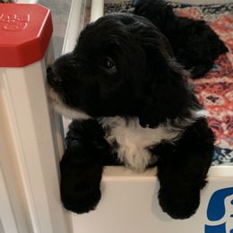 Sheepadoodle Puppies from Riley Grace Puppies