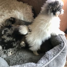 Pomeranian Puppies from Froggwoods Pomeranians