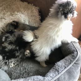 Pomeranian Puppies from Froggwoods Pomeranians