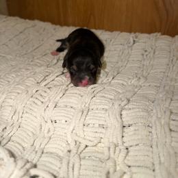 Sable - Black and tan female Pembroke Welsh Corgi puppy in Washington from Castle View Royal Rumps