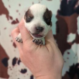 Firefly - Red speckled female Australian Cattle Dog puppy in Tulsa, Arkansas from Red Desert Australian Cattle Dogs