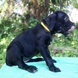Cane Corso Puppies from Harlow Cane Corso