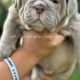 Bulldog Puppies from English Bulldogs of the Seven Hills