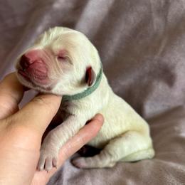 Chase - Light golden male Golden Retriever puppy in Oregon from Bliss Retrievers