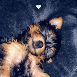 Yorkipoo and Yorkshire Terrier Puppies from Bougie Paws llc