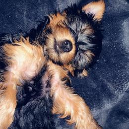 Yorkipoo and Yorkshire Terrier Puppies from Bougie Paws llc