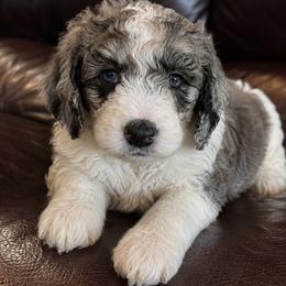 Magenta - Blue merle female Bernedoodle puppy in Surprise, Arizona from Gentle Paw Goldendoodles
