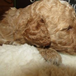 Goldendoodle and Poodle Puppies from David & Patricia Elliott