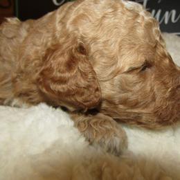 Goldendoodle and Poodle Puppies from David & Patricia Elliott