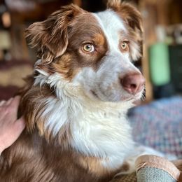 Jolene - Australian Shepherd