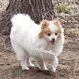 Ginny - Pomeranian