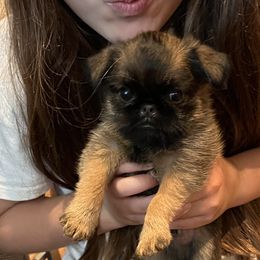 Brussels Griffons from Icon's Brussels Griffons
