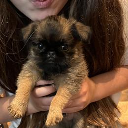 Brussels Griffons from Icon's Brussels Griffons