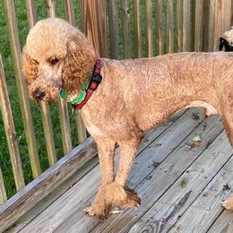 Poodles from Katherine's Poodles