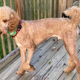 Poodles from Katherine's Poodles