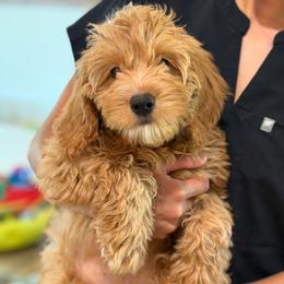 Patty - Red female Bernedoodle puppy in Yuciapa, California from AlltheDoodlez_