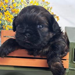 Jacob - Black and tan male Shih Tzu puppy in Claremont, California from Lovable Shih Tzus