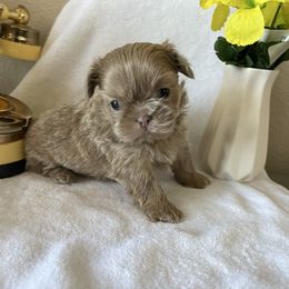 Chiquis - Lilac female Shih Tzu puppy in Oak Hills, California from High Desert  Shih Tzu