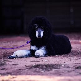 Dixie - Poodle