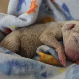 Black collar aka our peanut - Merle female Great Dane puppy in Lore City, Ohio from Windy Ridge Danes