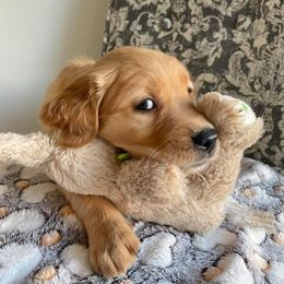 Golden Retriever Puppies from Retrieving Goldens