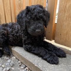 Whoodle Puppies from Whoodles of Love