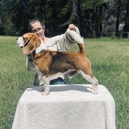Ranger - Beagle