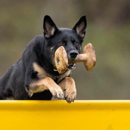 German Shepherds from Noble and Sound