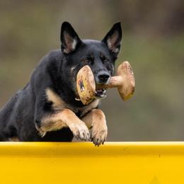 German Shepherds from Noble and Sound